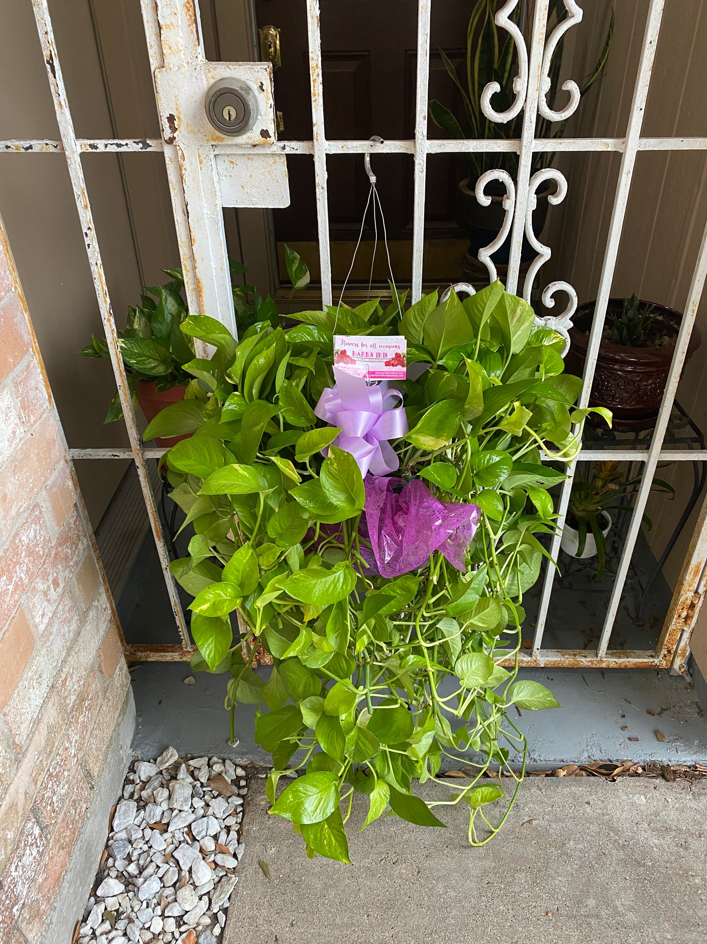 Long Hanging Ivy Plant