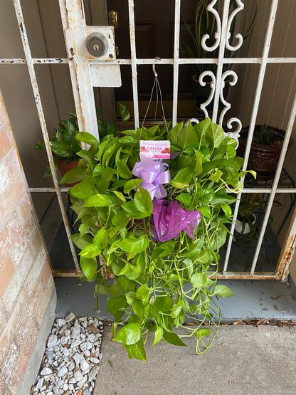 Long Hanging Ivy Plant